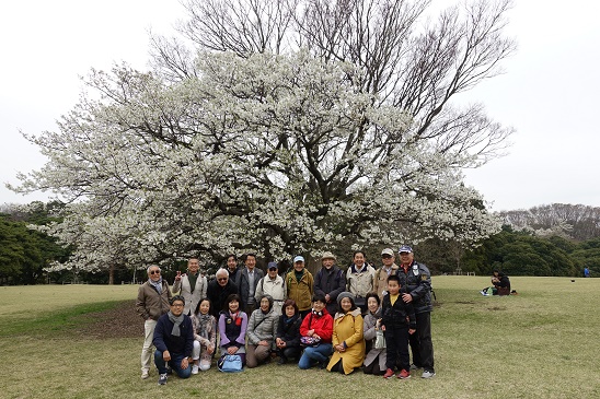 【ハイキングレポート】 第53回　根岸森林公園でお花見